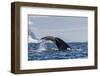 Adult Humpback Whale (Megaptera Novaeangliae), Flukes-Up Dive in Orne Harbor, Antarctica-Michael Nolan-Framed Premium Photographic Print