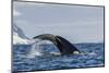 Adult Humpback Whale (Megaptera Novaeangliae), Flukes-Up Dive in Orne Harbor, Antarctica-Michael Nolan-Mounted Premium Photographic Print