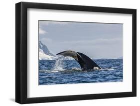 Adult Humpback Whale (Megaptera Novaeangliae), Flukes-Up Dive in Orne Harbor, Antarctica-Michael Nolan-Framed Photographic Print