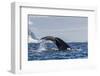 Adult Humpback Whale (Megaptera Novaeangliae), Flukes-Up Dive in Orne Harbor, Antarctica-Michael Nolan-Framed Photographic Print