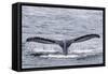 Adult humpback whale (Megaptera novaeangliae), flukes-up dive near Morris Reef, Southeast Alaska-Michael Nolan-Framed Stretched Canvas