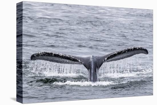 Adult humpback whale (Megaptera novaeangliae), flukes-up dive near Morris Reef, Southeast Alaska-Michael Nolan-Stretched Canvas