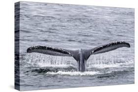 Adult humpback whale (Megaptera novaeangliae), flukes-up dive near Morris Reef, Southeast Alaska-Michael Nolan-Stretched Canvas