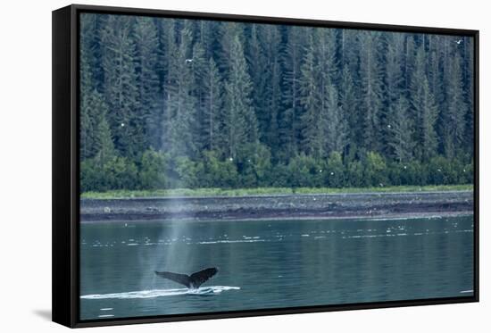 Adult Humpback Whale (Megaptera Novaeangliae) Flukes-Up Dive-Michael Nolan-Framed Stretched Canvas