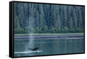 Adult Humpback Whale (Megaptera Novaeangliae) Flukes-Up Dive-Michael Nolan-Framed Stretched Canvas