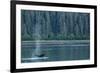 Adult Humpback Whale (Megaptera Novaeangliae) Flukes-Up Dive-Michael Nolan-Framed Photographic Print