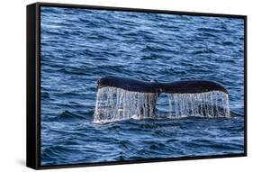 Adult Humpback Whale (Megaptera Novaeangliae) Flukes-Up Dive-Michael Nolan-Framed Stretched Canvas