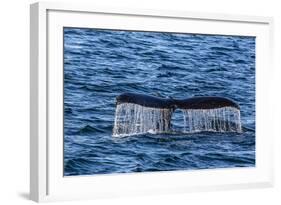 Adult Humpback Whale (Megaptera Novaeangliae) Flukes-Up Dive-Michael Nolan-Framed Photographic Print