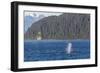 Adult Humpback Whale (Megaptera Novaeangliae) Flukes-Up Dive-Michael Nolan-Framed Photographic Print