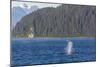 Adult Humpback Whale (Megaptera Novaeangliae) Flukes-Up Dive-Michael Nolan-Mounted Photographic Print