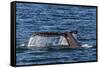 Adult Humpback Whale (Megaptera Novaeangliae) Flukes-Up Dive-Michael Nolan-Framed Stretched Canvas