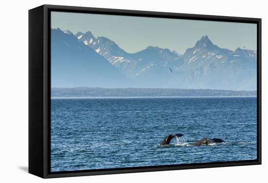 Adult Humpback Whale (Megaptera Novaeangliae) Flukes-Up Dive-Michael Nolan-Framed Stretched Canvas