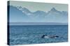 Adult Humpback Whale (Megaptera Novaeangliae) Flukes-Up Dive-Michael Nolan-Stretched Canvas