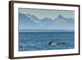 Adult Humpback Whale (Megaptera Novaeangliae) Flukes-Up Dive-Michael Nolan-Framed Photographic Print