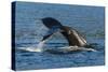 Adult Humpback Whale (Megaptera Novaeangliae) Flukes-Up Dive-Michael Nolan-Stretched Canvas