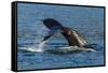 Adult Humpback Whale (Megaptera Novaeangliae) Flukes-Up Dive-Michael Nolan-Framed Stretched Canvas