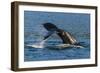 Adult Humpback Whale (Megaptera Novaeangliae) Flukes-Up Dive-Michael Nolan-Framed Photographic Print