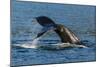 Adult Humpback Whale (Megaptera Novaeangliae) Flukes-Up Dive-Michael Nolan-Mounted Photographic Print