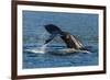 Adult Humpback Whale (Megaptera Novaeangliae) Flukes-Up Dive-Michael Nolan-Framed Photographic Print