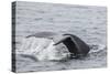 Adult Humpback Whale (Megaptera Novaeangliae) Flukes-Up Dive-Michael Nolan-Stretched Canvas