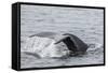 Adult Humpback Whale (Megaptera Novaeangliae) Flukes-Up Dive-Michael Nolan-Framed Stretched Canvas