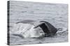 Adult Humpback Whale (Megaptera Novaeangliae) Flukes-Up Dive-Michael Nolan-Stretched Canvas