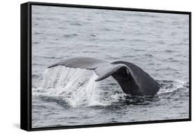 Adult Humpback Whale (Megaptera Novaeangliae) Flukes-Up Dive-Michael Nolan-Framed Stretched Canvas