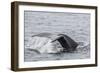 Adult Humpback Whale (Megaptera Novaeangliae) Flukes-Up Dive-Michael Nolan-Framed Photographic Print