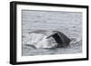 Adult Humpback Whale (Megaptera Novaeangliae) Flukes-Up Dive-Michael Nolan-Framed Photographic Print