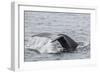 Adult Humpback Whale (Megaptera Novaeangliae) Flukes-Up Dive-Michael Nolan-Framed Photographic Print