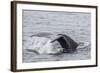 Adult Humpback Whale (Megaptera Novaeangliae) Flukes-Up Dive-Michael Nolan-Framed Photographic Print