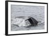 Adult Humpback Whale (Megaptera Novaeangliae) Flukes-Up Dive-Michael Nolan-Framed Photographic Print