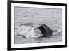 Adult Humpback Whale (Megaptera Novaeangliae) Flukes-Up Dive-Michael Nolan-Framed Photographic Print