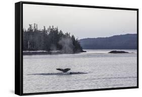 Adult Humpback Whale (Megaptera Novaeangliae) Flukes-Up Dive-Michael Nolan-Framed Stretched Canvas