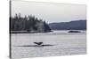 Adult Humpback Whale (Megaptera Novaeangliae) Flukes-Up Dive-Michael Nolan-Stretched Canvas