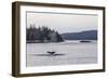 Adult Humpback Whale (Megaptera Novaeangliae) Flukes-Up Dive-Michael Nolan-Framed Photographic Print