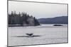 Adult Humpback Whale (Megaptera Novaeangliae) Flukes-Up Dive-Michael Nolan-Mounted Photographic Print