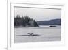 Adult Humpback Whale (Megaptera Novaeangliae) Flukes-Up Dive-Michael Nolan-Framed Photographic Print