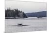 Adult Humpback Whale (Megaptera Novaeangliae) Flukes-Up Dive-Michael Nolan-Mounted Photographic Print