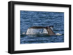 Adult Humpback Whale (Megaptera Novaeangliae) Flukes-Up Dive-Michael Nolan-Framed Photographic Print