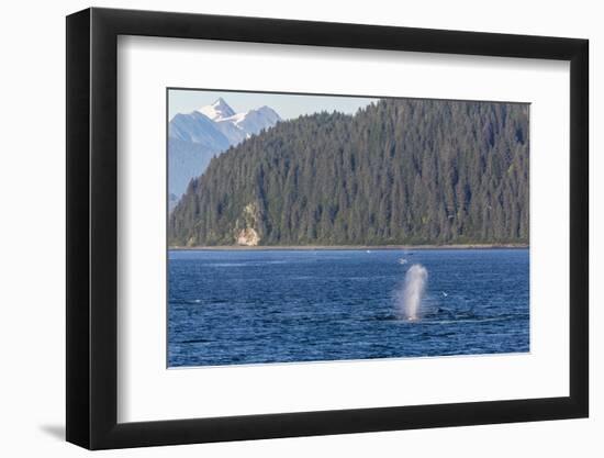 Adult Humpback Whale (Megaptera Novaeangliae) Flukes-Up Dive-Michael Nolan-Framed Photographic Print