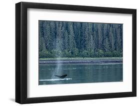 Adult Humpback Whale (Megaptera Novaeangliae) Flukes-Up Dive-Michael Nolan-Framed Photographic Print