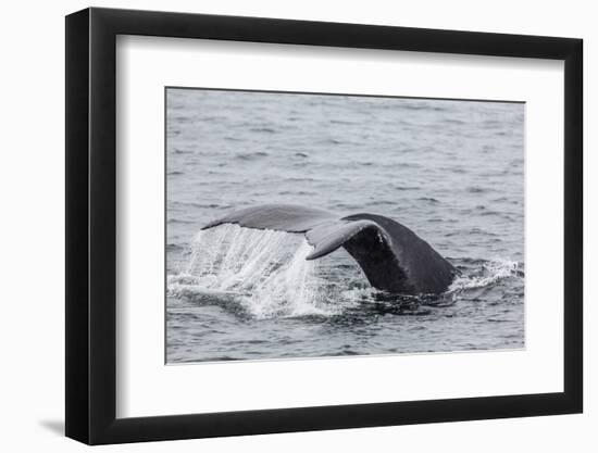 Adult Humpback Whale (Megaptera Novaeangliae) Flukes-Up Dive-Michael Nolan-Framed Photographic Print