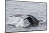 Adult Humpback Whale (Megaptera Novaeangliae) Flukes-Up Dive-Michael Nolan-Mounted Photographic Print