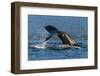 Adult Humpback Whale (Megaptera Novaeangliae) Flukes-Up Dive-Michael Nolan-Framed Photographic Print