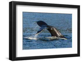 Adult Humpback Whale (Megaptera Novaeangliae) Flukes-Up Dive-Michael Nolan-Framed Photographic Print