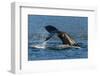 Adult Humpback Whale (Megaptera Novaeangliae) Flukes-Up Dive-Michael Nolan-Framed Photographic Print