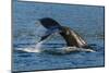 Adult Humpback Whale (Megaptera Novaeangliae) Flukes-Up Dive-Michael Nolan-Mounted Photographic Print