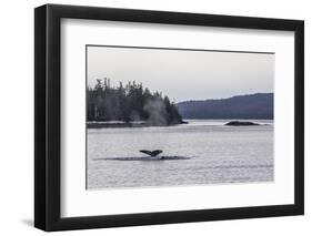 Adult Humpback Whale (Megaptera Novaeangliae) Flukes-Up Dive-Michael Nolan-Framed Premium Photographic Print