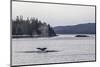 Adult Humpback Whale (Megaptera Novaeangliae) Flukes-Up Dive-Michael Nolan-Mounted Premium Photographic Print